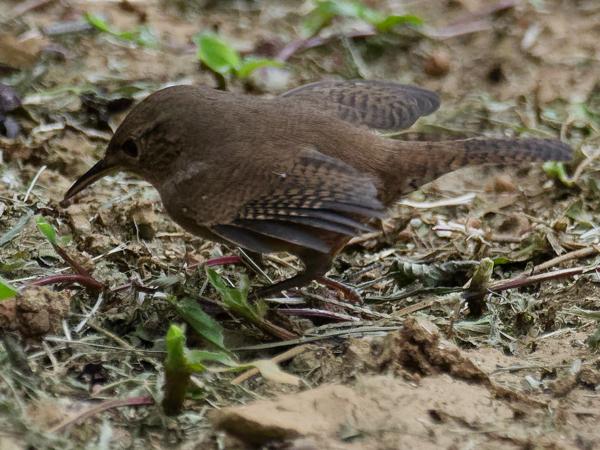 <h3><a href="/trips/costa-rica/biota/animalia/chordata/aves/passeriformes/troglodytidae/troglodytes musculus/troglodytes musculus-nl.html">Troglodytes&nbsp;musculus</a> / Southern&nbsp;house‑wren / Zuidelijke&nbsp;winterkoning</h3>OM-1 Mark II met M.300mm F4.0 + MC-14, 1/2000 sec  bij F5.6, ISO 8000, afstand 8.78&nbsp;m